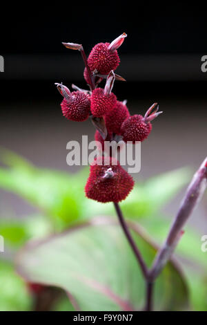 Fruits / cosses de l'Canna sauvage lily Banque D'Images