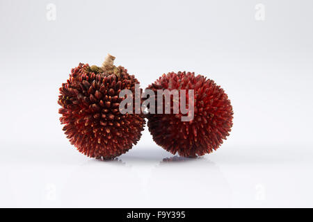 Pulasan peau épaisse ou ramboutan sauvages sur le fond blanc Banque D'Images