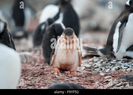 Triste Gentoo pingouin chick, Pygoscelis papua. Hannah Point, Îles Shetland du Sud Banque D'Images