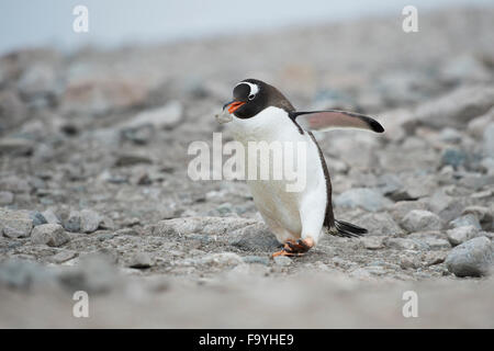 Gentoo pingouin, Pygoscelis papua. Neko Harbour Banque D'Images