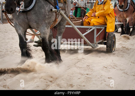 Chevaux sur la plage. La pêche des crevettes - les derniers pêcheurs à cheval. Oostduinkerke, Belgique. Banque D'Images