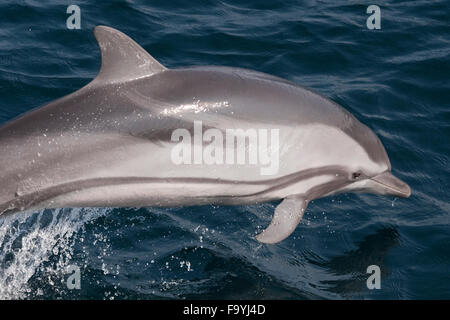 Dauphin bleu, Stenella coeruleoalba, marsouinage, Maldives, océan Indien. Banque D'Images