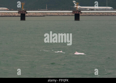 Dauphin à bosse de l'Indo-Pacifique (Sousa chinensis), veau femelle adulte et près de surfaçage de la piste de l'aéroport de Hong Kong, Delta de la rivière des Perles Banque D'Images