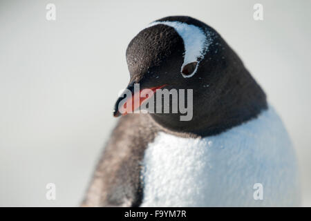 Gentoo pingouin, Pygoscelis papua. Neko Harbour Banque D'Images