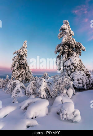 La forêt enneigée dans le Parc National Urho Kekkonen Banque D'Images