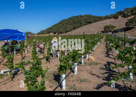 Les travailleurs, de l'élagage des vignes cave, travaillant en vignoble, vignes, Odette Estate Winery, Silverado Trail, Napa Valley, Comté de Napa, Californie Banque D'Images