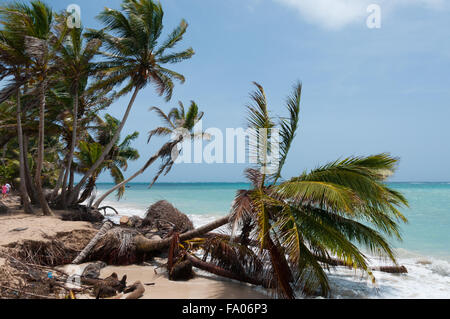 Tombé palmier dans le vent sur la plage de sable blanc des caraïbes côte sous ciel bleu à l'île tropicale du maïs Banque D'Images