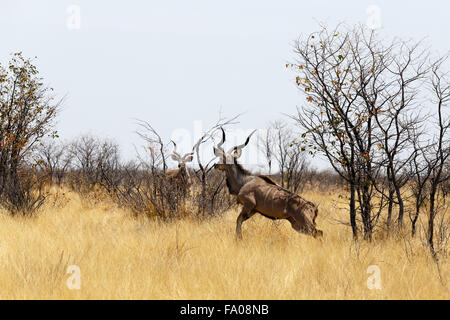 Troupeau de Kudu sur chemin de waterhole, Etosha National Park, Ombika, Kunene, la Namibie. Photographie véritable Banque D'Images