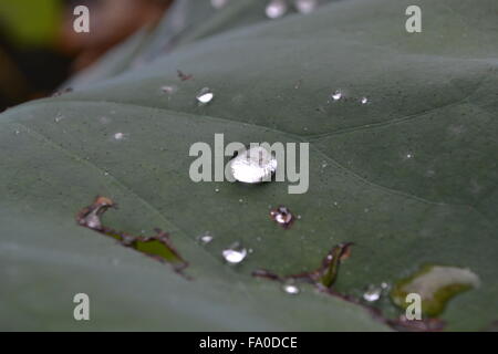 Goutte d'eau sur une feuille de lotus Banque D'Images