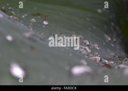 Goutte d'eau sur une feuille de lotus Banque D'Images