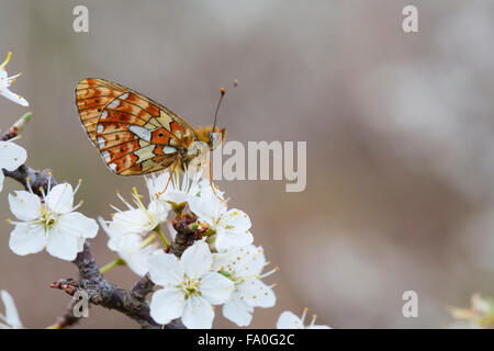 Pearl bordée Fritillary Butterfly ; Clossiana euphrosyne seul sur Blossom, Cornwall, UK Banque D'Images