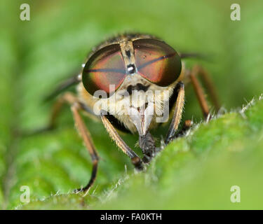 Brown-eyed bande taon (Tabanas bromius) de front. Mouches un illustré avec détail dans yeux composés et de grandes mâchoires Banque D'Images