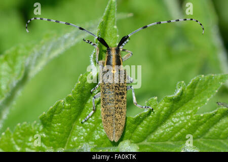 Golden-gris fleuri (Agapanthia villosoviridescens longicorne) . Un coléoptère de la famille des Cerambycidae, les longhorns Banque D'Images