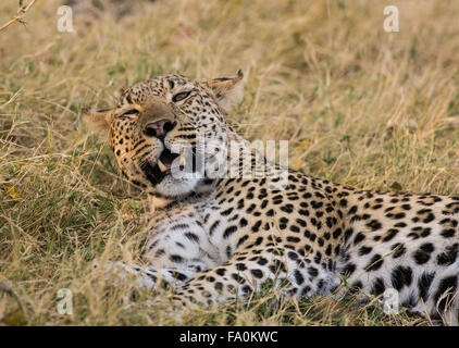 Un adulte leopard (Panthera pardus) réside dans l'herbe et soulève sa tête fatiguée avec les yeux mi-clos. Banque D'Images