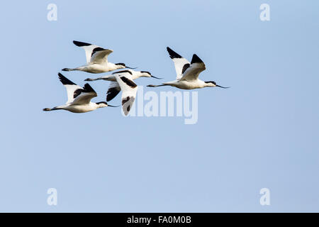 Avocettes (Recurvirostra avosetta) en vol ; Snettisham Norfolk England UK Banque D'Images