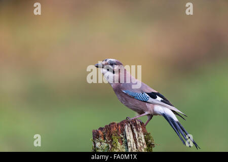 Jay (Garrulus glandarius) perché sur une souche d'arbre couverts de lichen, Dumfries Scotland UK Banque D'Images