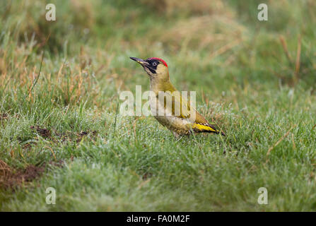 Un pic vert (Picus viridis) dans la longue herbe ; Norfolk England UK Banque D'Images