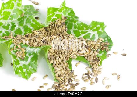 Herb chardon-marie silybum marianum sur fond blanc Banque D'Images