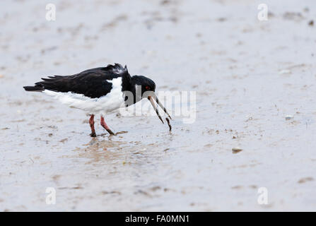 Les huîtriers (Haematopus ostralegus) alimentation dans la boue et le port de la capture d'un ver, Norfolk, England, UK Banque D'Images