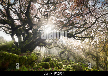 Le soleil qui rayonne à travers les arbres à Wistman's Wood, Dartmoor Banque D'Images