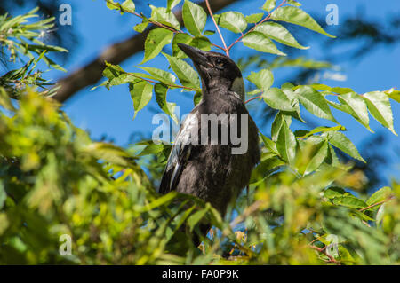 Tibicen Cracticus. Un bébé pie dans un arbre. Un oisillon. Banque D'Images