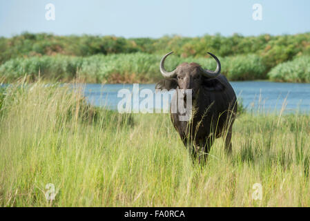 Buffalo (Syncerus caffer caffer) sur la rive de la rivière du Nil, Murchison Falls National Park, de l'Ouganda Banque D'Images