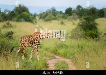 Rothschild Girafe (Giraffa camelopardus rothschildi), Murchison Falls National Park, de l'Ouganda Banque D'Images