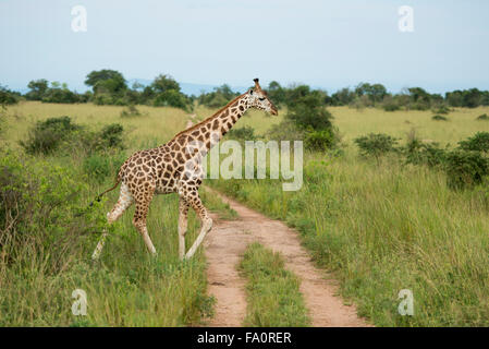 Rothschild Girafe (Giraffa camelopardus rothschildi), Murchison Falls National Park, de l'Ouganda Banque D'Images