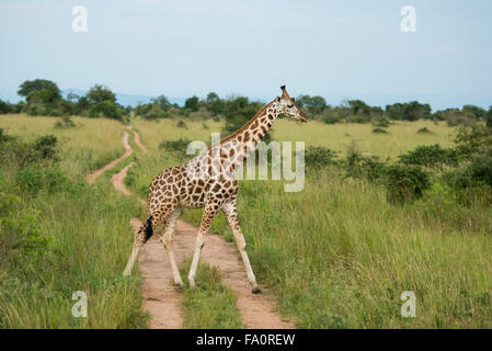 Rothschild Girafe (Giraffa camelopardus rothschildi), Murchison Falls National Park, de l'Ouganda Banque D'Images