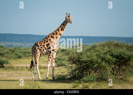 Rothschild Girafe (Giraffa camelopardus rothschildi), Murchison Falls National Park, de l'Ouganda Banque D'Images