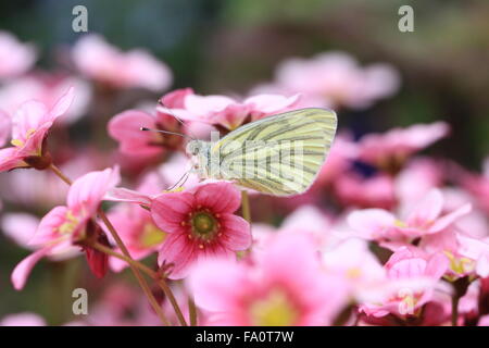 Blanc veiné vert Pieris napi papillon sur fleur dans un cottage anglais jardin Banque D'Images