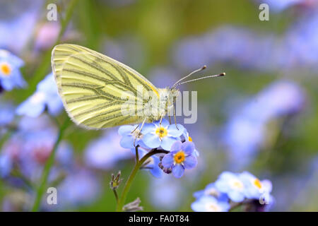 Vert veined Blanc Pieris napi papillon sur oubliez moi pas tête de fleur dans un jardin de cottage anglais Banque D'Images