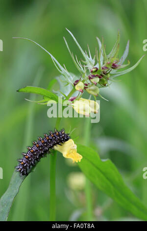 Heath Fritillary Mellicta uthalia caterpillar Larve de papillon dans la RSPB réserve naturelle appartenant à The Blean Woods près de Canterbury dans le Kent en Angleterre Banque D'Images