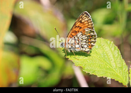 Heath Fritillary Mellicta uthalia papillon dans la RSPB réserve naturelle appartenant à The Blean Woods près de Canterbury dans le Kent en Angleterre Banque D'Images