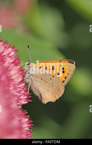 Face inférieure du petit papillon Lycaena phlaeas cuivre sur Sedum spectabile capitule dans l'automne Anglais England UK Banque D'Images