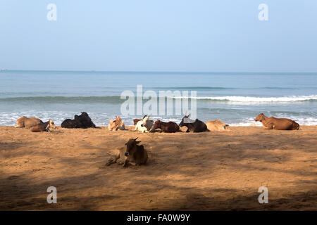 Les vaches sur la plage d'Agonda en Inde Banque D'Images