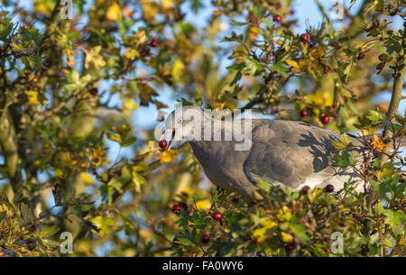 Les jeunes commune pigeon ramier se nourrir de petits fruits mûrs l'aubépine. Banque D'Images