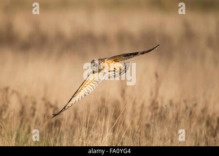 Le hibou des marais (Asio flammeus), Banque D'Images