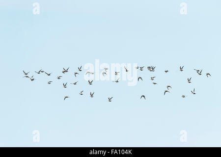 Bécasseaux variables Banque D'Images