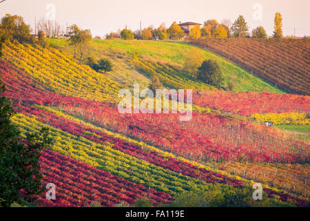 Castelvetro di Modena, scène d'automne, vignes colorées dans la région de Lambrusco. Emilie Romagne, Italie Banque D'Images