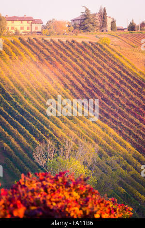 Castelvetro di Modena, scène d'automne, vignes colorées dans la région de Lambrusco. Emilie Romagne, Italie Banque D'Images