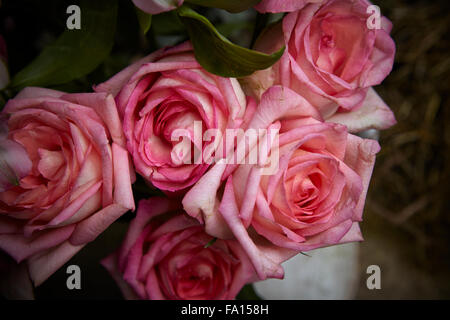 Bouquet de fleurs rose photographiés dans un paramètre extérieur grungy Banque D'Images