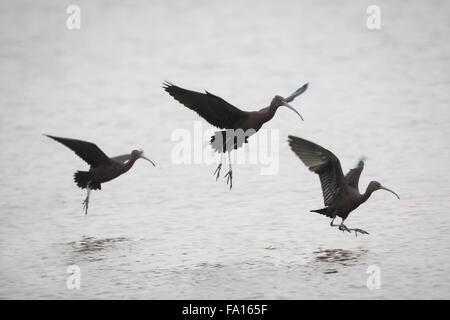 Trois (Plegadis falcinellus glossy ibis) l'atterrissage sur la surface de l'eau. L'ibis falcinelle est une espèce migratrice et exotiques dans le Banque D'Images