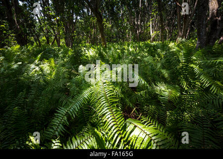 Parc national de Jozani et de la Baie situé sur l'île de Zanzibar, en Tanzanie, est le seul parc national à Zanzibar. Banque D'Images