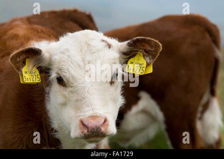 Les jeunes veaux Hereford dans les pâturages, Wensleydale, North Yorkshire, UK. Banque D'Images