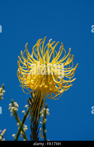 L'Afrique du Sud, Cape Town. Jardin de Kirstenbosch. L'envers jaune fleurs protea pincushion aka, fleurs. Banque D'Images