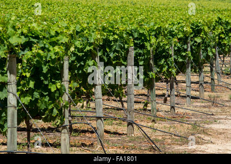 L'Afrique du Sud, Cape Town. Le Landgoed Groot Constantia Winery (domaine), vignoble historique est. 1685. Banque D'Images