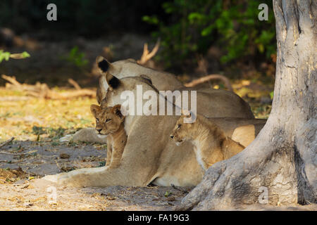 Lion (Panthera leo), deux femelles et deux oursons se reposant dans l'ombre, Chobe National Park, Botswana Banque D'Images