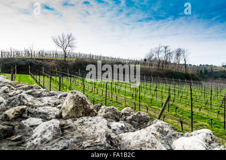 Vignobles sur les collines au printemps, Soave, Italie Banque D'Images