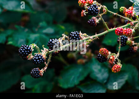 Les mûres mûres bramble berries sur le jardinage bush Banque D'Images